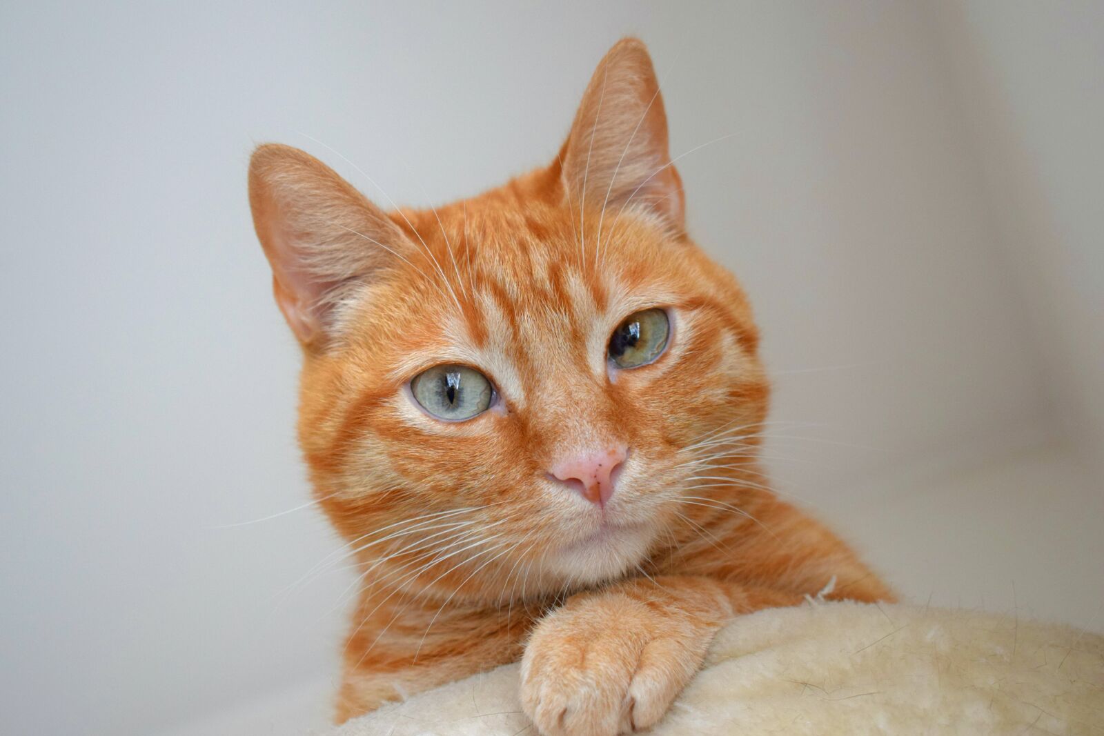 Nikon D3300 sample photo. Cat, feline, red fur photography