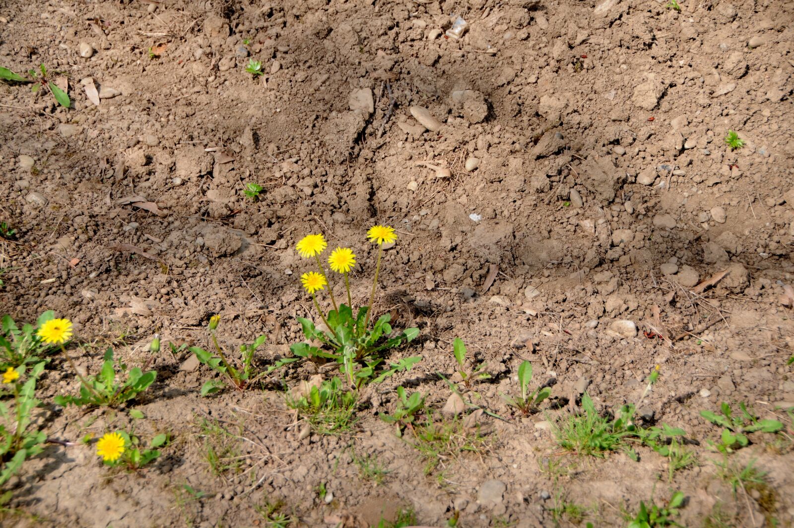 Nikon D300 sample photo. Nature, flowers, yellow photography