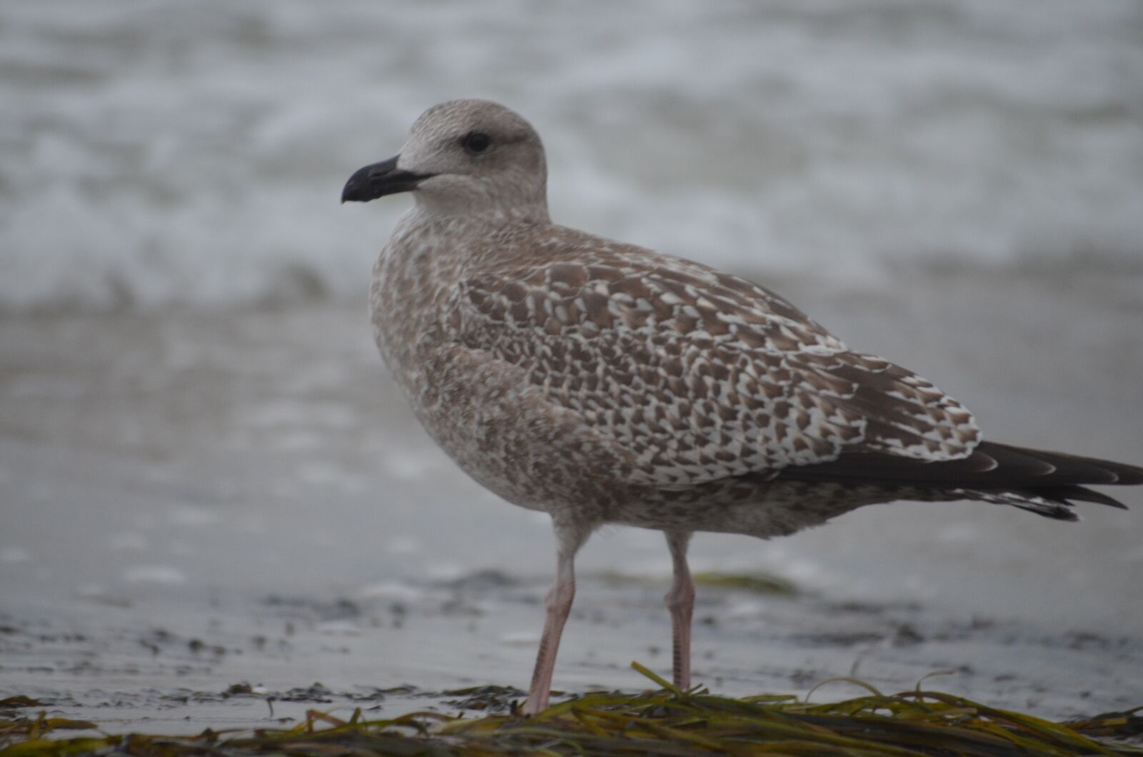 Nikon D5100 sample photo. Seagull, sea, bird photography