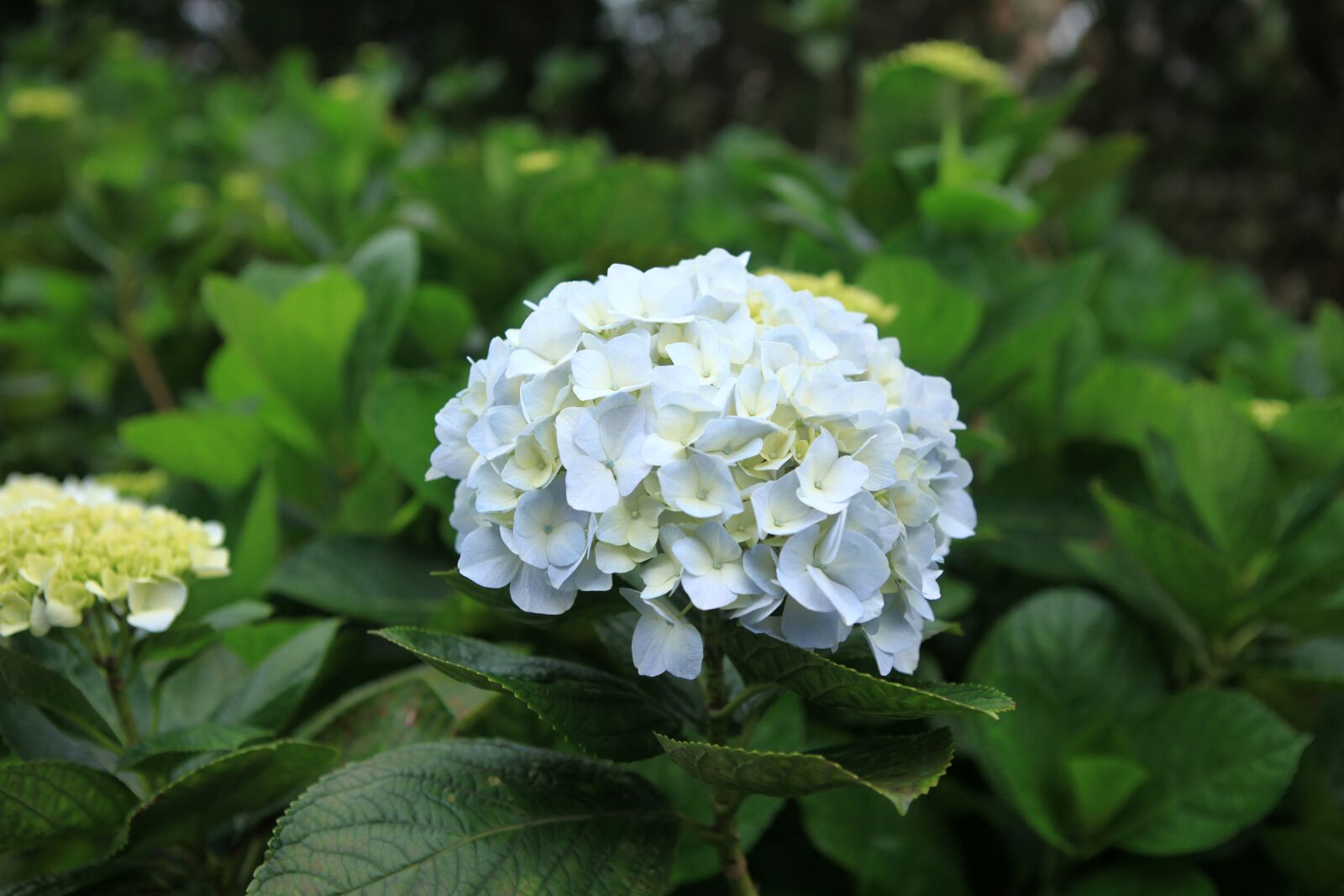 Canon EOS 5D Mark II sample photo. Hydrangea, flowers, petal photography