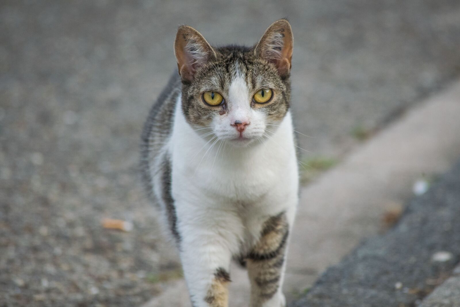 Nikon D3300 sample photo. Cat, street, focus photography