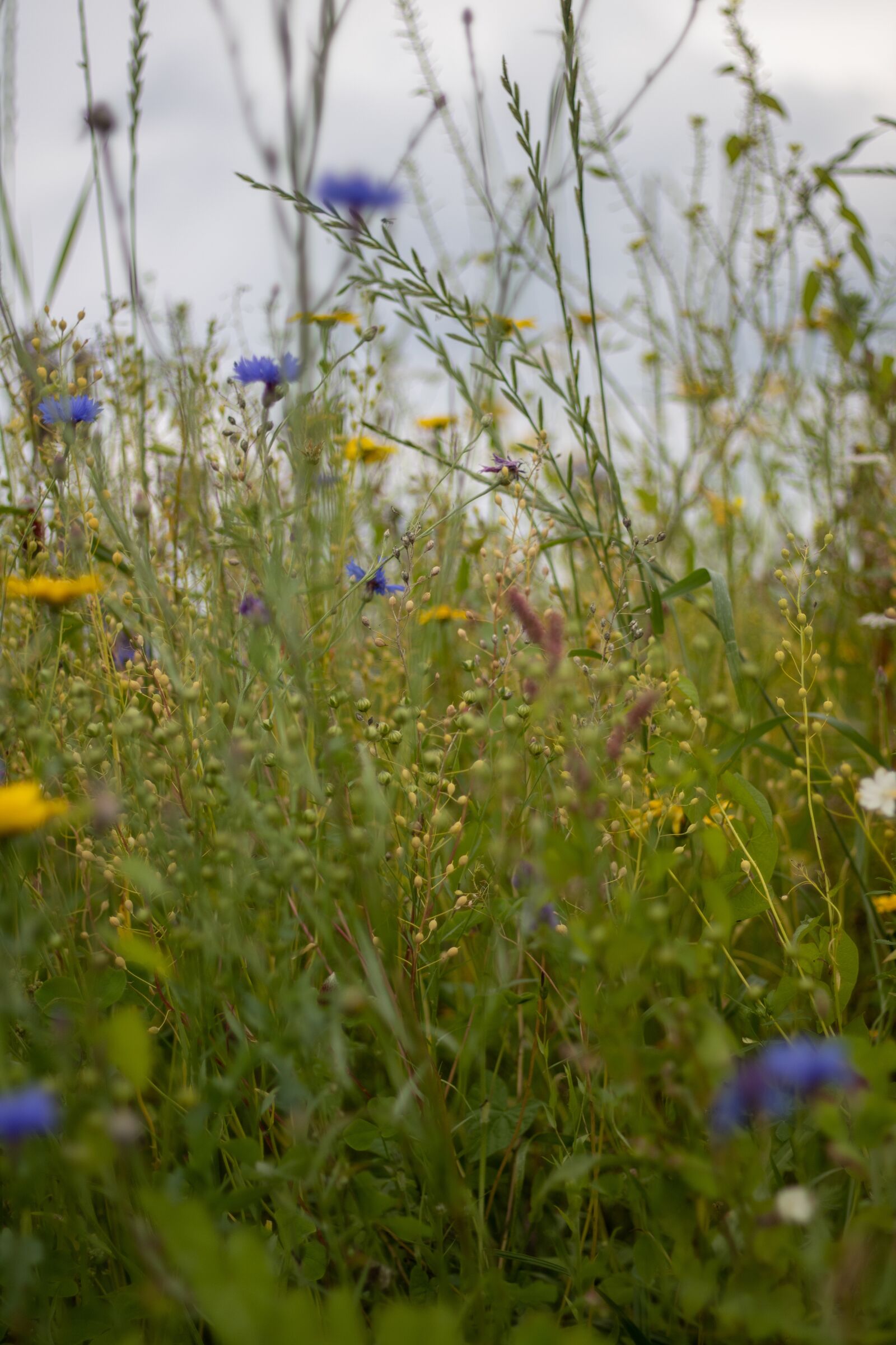 Canon EOS 2000D (EOS Rebel T7 / EOS Kiss X90 / EOS 1500D) + Canon EF 50mm F1.8 STM sample photo. Meadow, summer, grass photography