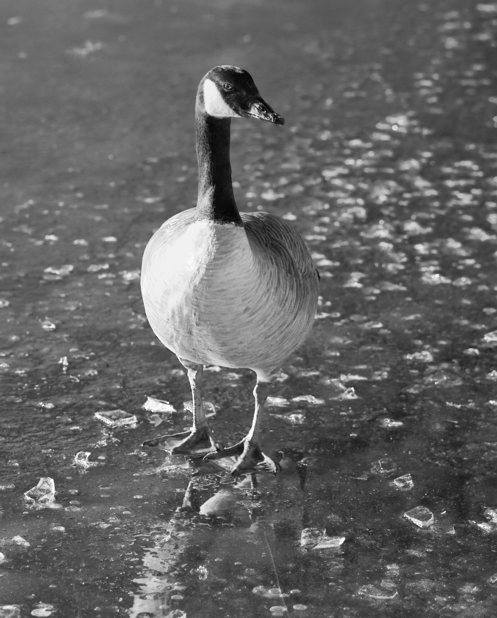 Nikon D300 sample photo. Canada goose, goose, bird photography