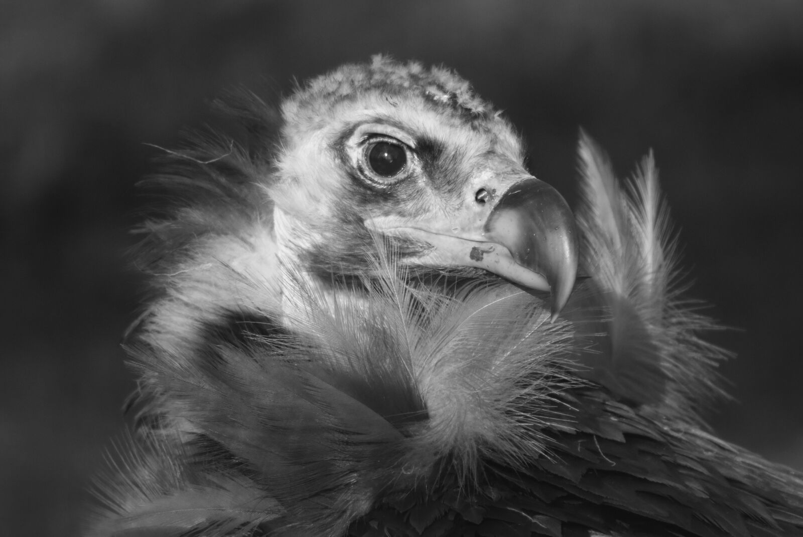 Nikon D7200 sample photo. Vulture, bird, predator photography