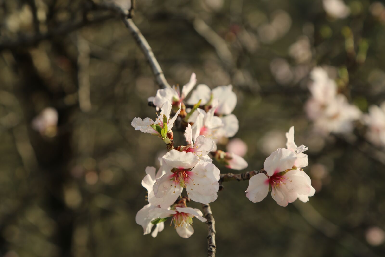 Canon EF 24-105mm F4L IS USM sample photo. Flower, tree, nature photography