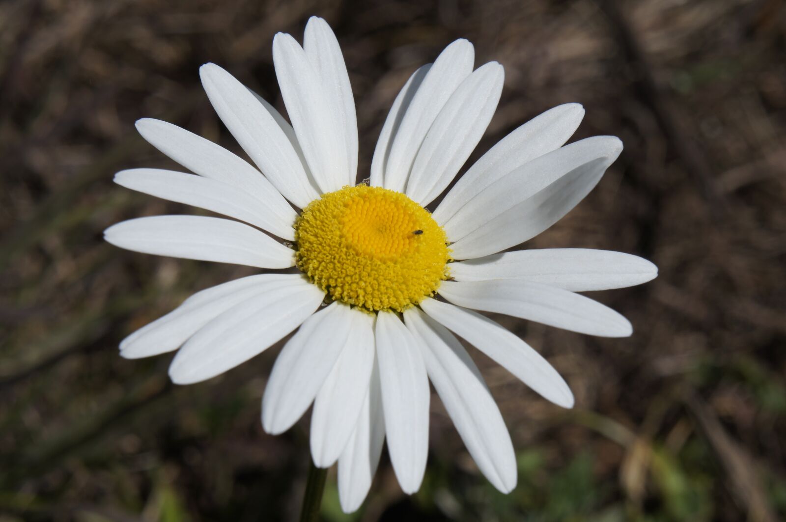 Sony Alpha NEX-C3 + Sony E 18-55mm F3.5-5.6 OSS sample photo. Flower, daisy, blossom photography
