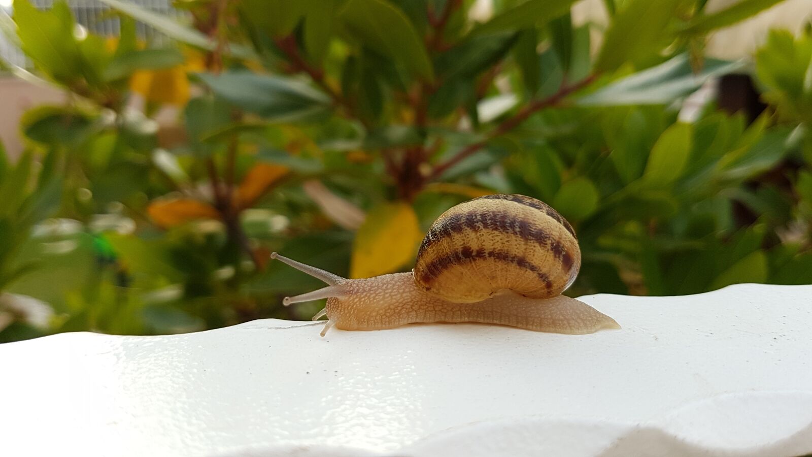Samsung Galaxy S7 Edge sample photo. Snail, animal, nature photography