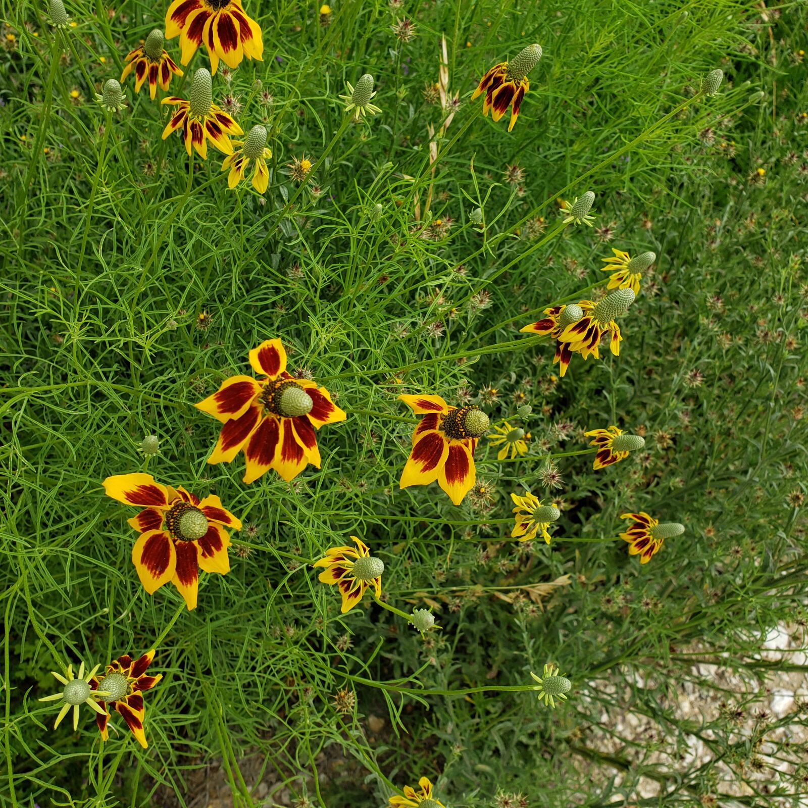 Samsung Galaxy S9 sample photo. Wildflower, texas, wildflowers photography