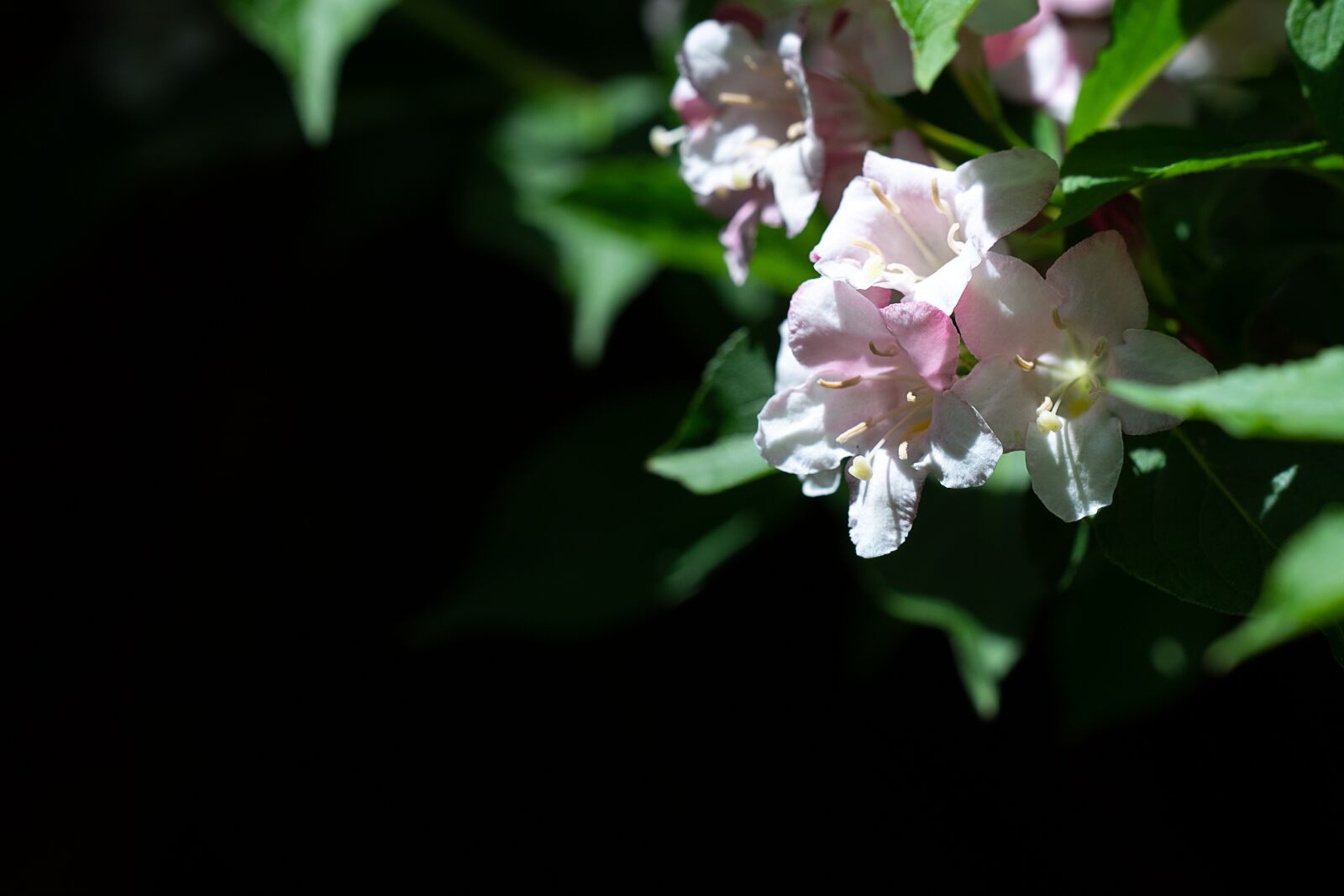 Nikon D7100 sample photo. Flowers, white, white flowers photography