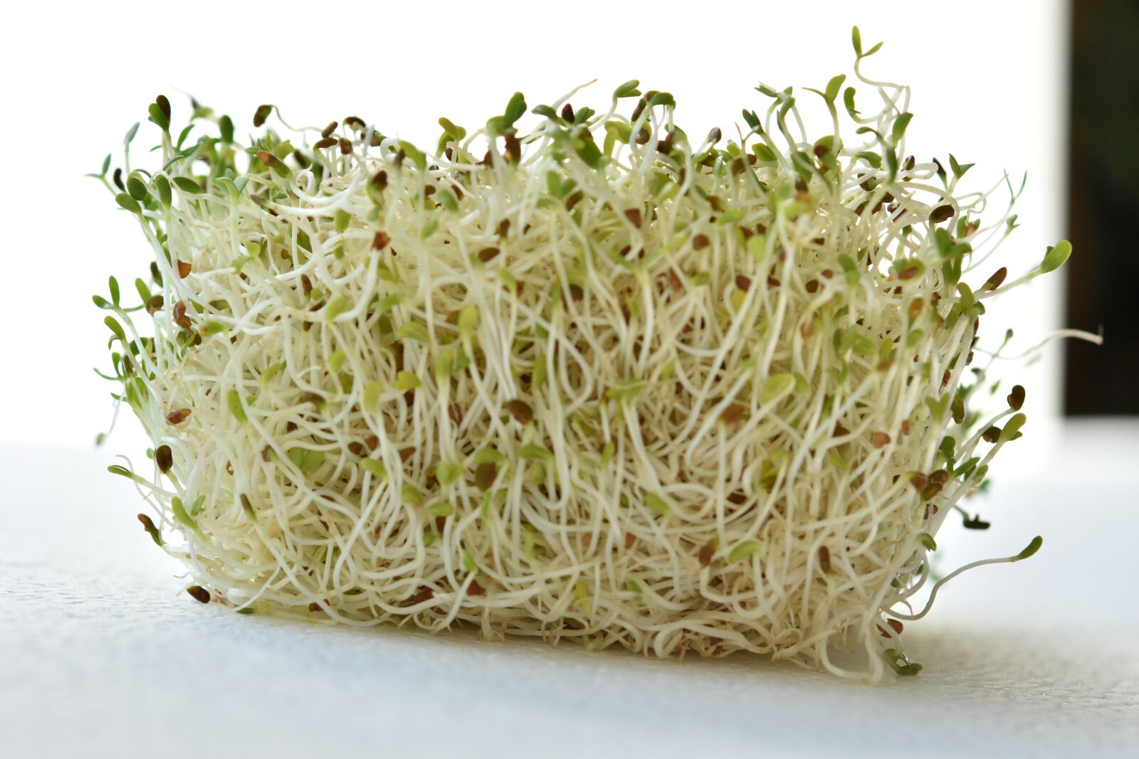 Nikon D7200 sample photo. Sprout, germinated, alfalfa photography