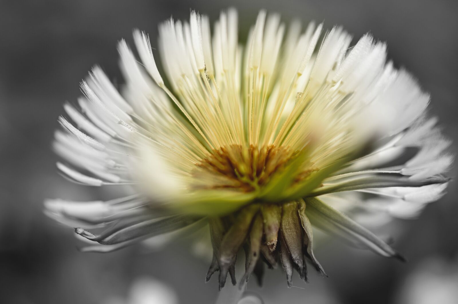 Nikon D3200 sample photo. Dandelion, dandelion flower, seeds photography
