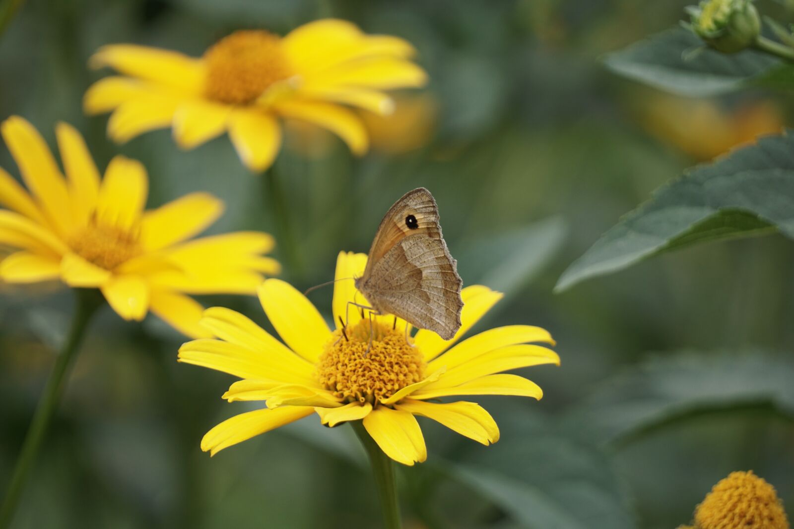 Sony E 55-210mm F4.5-6.3 OSS sample photo. Butterfly, nature, flower photography