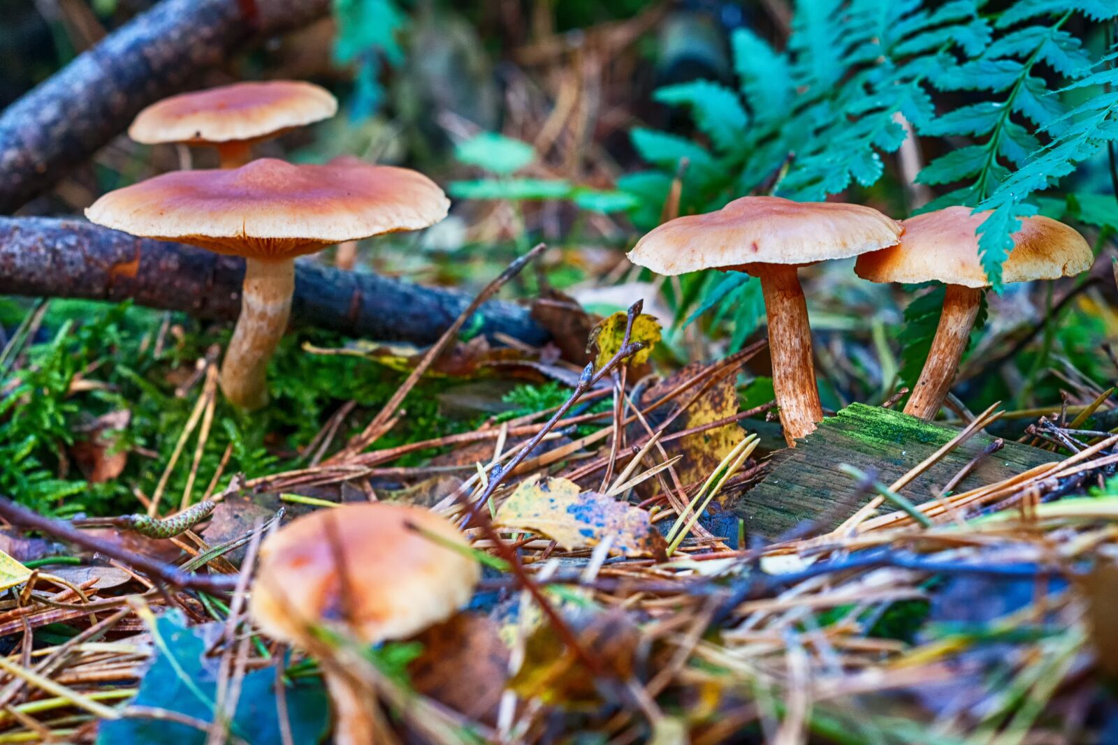 Nikon D300S sample photo. Forest, autumn, mushroom photography