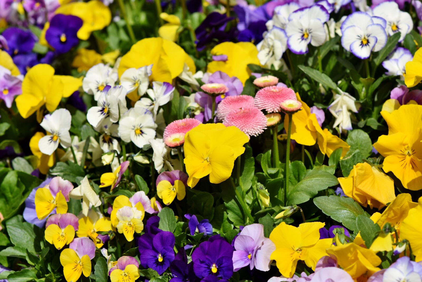 Nikon D7200 sample photo. Pansy, flowers, violet photography