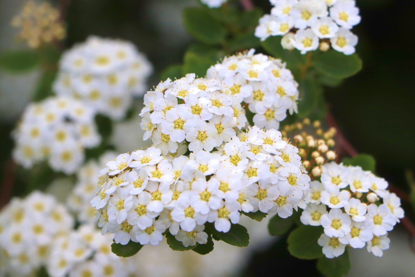 Canon EOS 77D (EOS 9000D / EOS 770D) sample photo. Flower, beautiful, plant photography