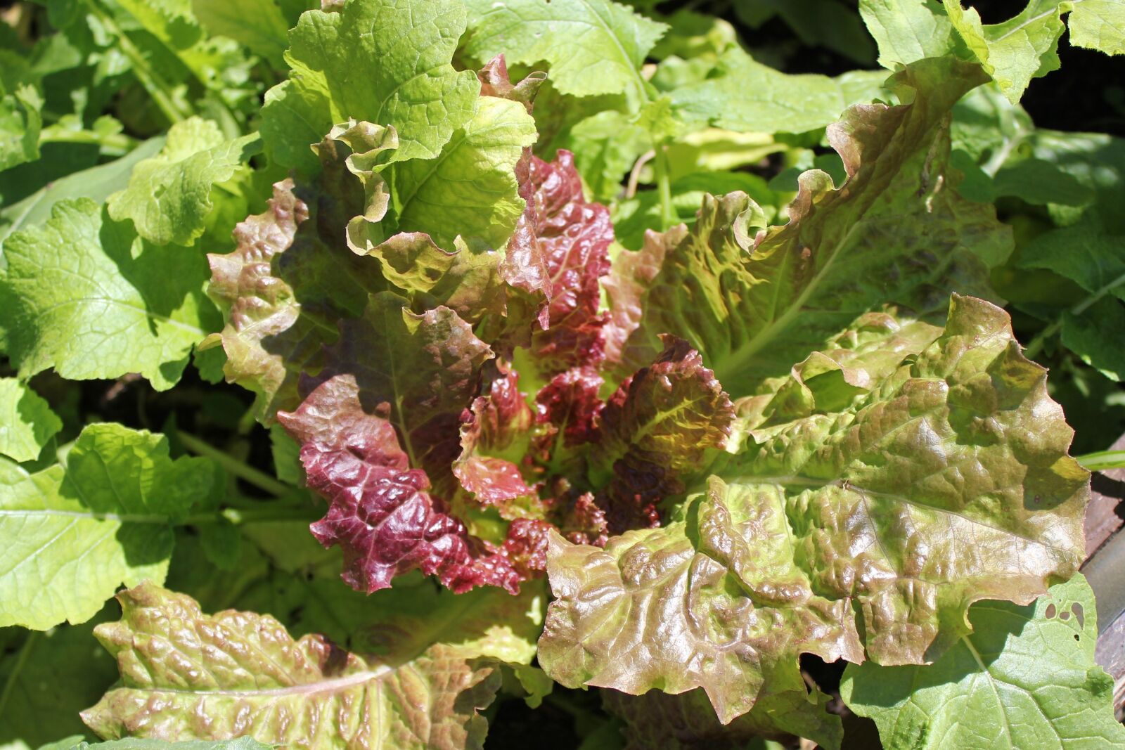 Canon EOS 550D (EOS Rebel T2i / EOS Kiss X4) sample photo. Head of lettuce, salad photography