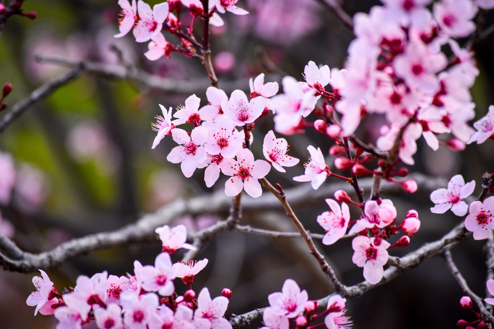 Nikon D5500 sample photo. Blossom, branch, flower photography