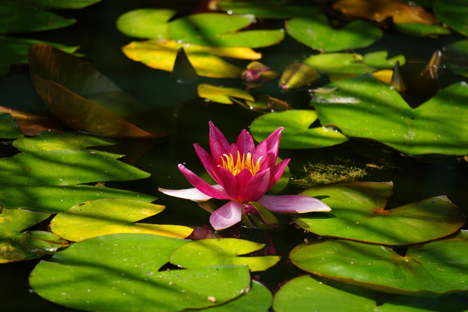 Sony Alpha NEX-7 sample photo. Water lily, pond, nature photography