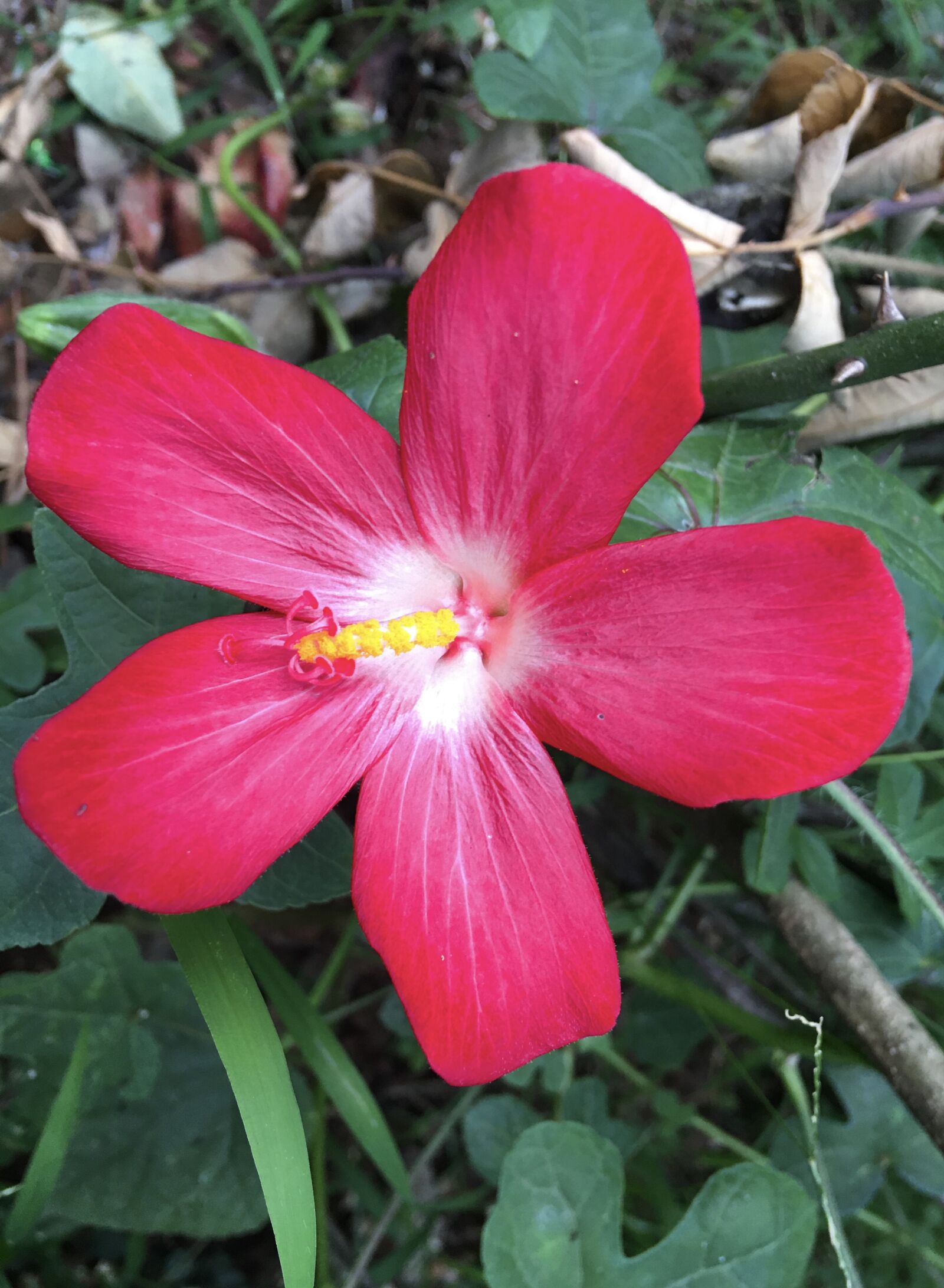 iPhone 6s Plus back camera 4.15mm f/2.2 sample photo. Flower, red, love photography