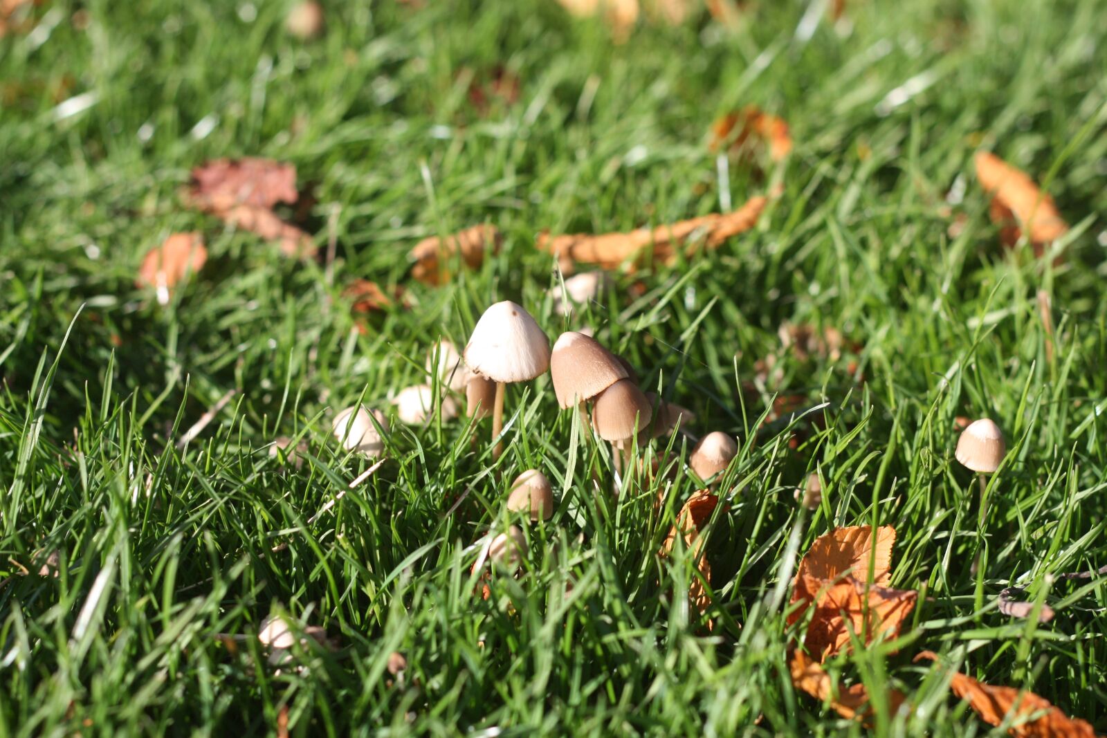 Canon EOS 450D (EOS Rebel XSi / EOS Kiss X2) sample photo. Autumn, mushroom, mushrooms photography