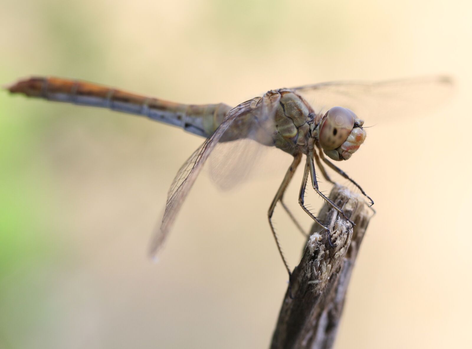Canon EF-S 60mm F2.8 Macro USM sample photo. Dragonfly, insecta, wings photography