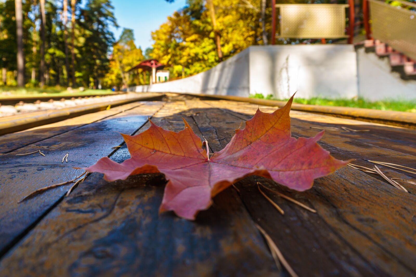 Sony a6300 sample photo. Autumn, maple, foliage photography