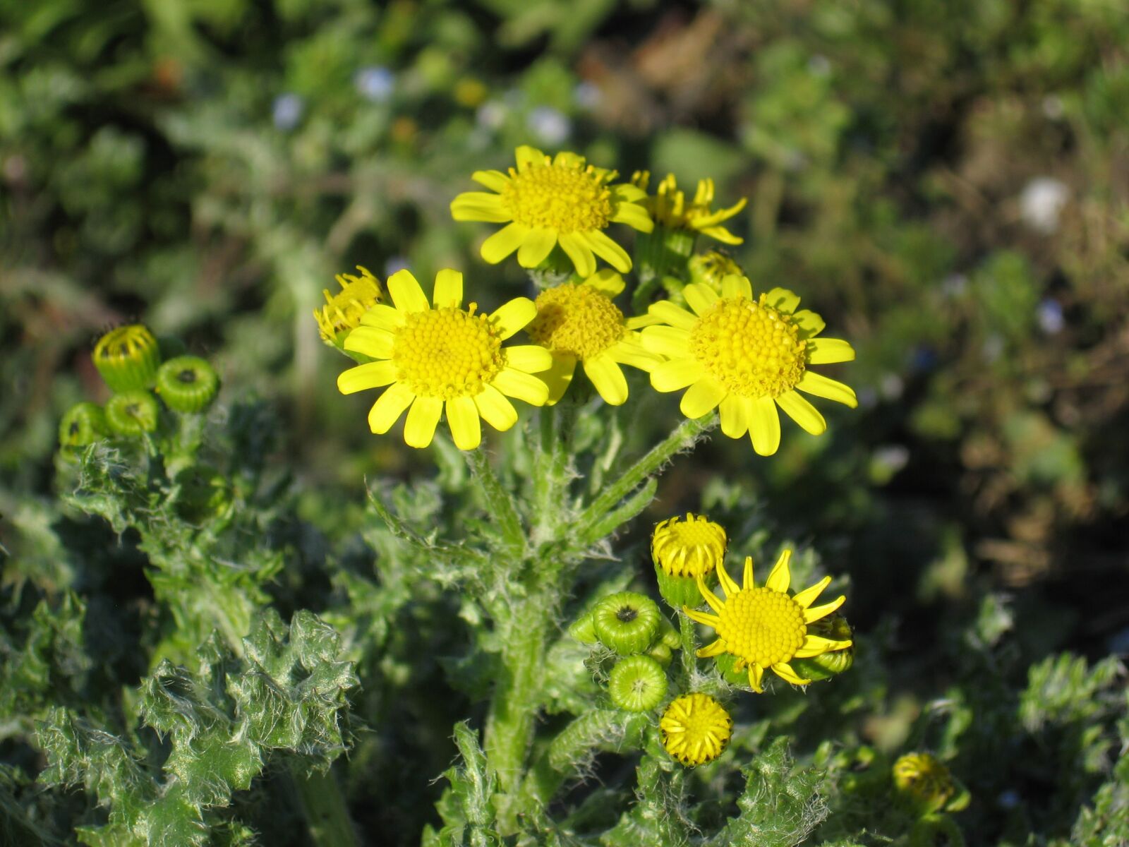 Canon POWERSHOT A550 sample photo. Field, flower, march, spring photography