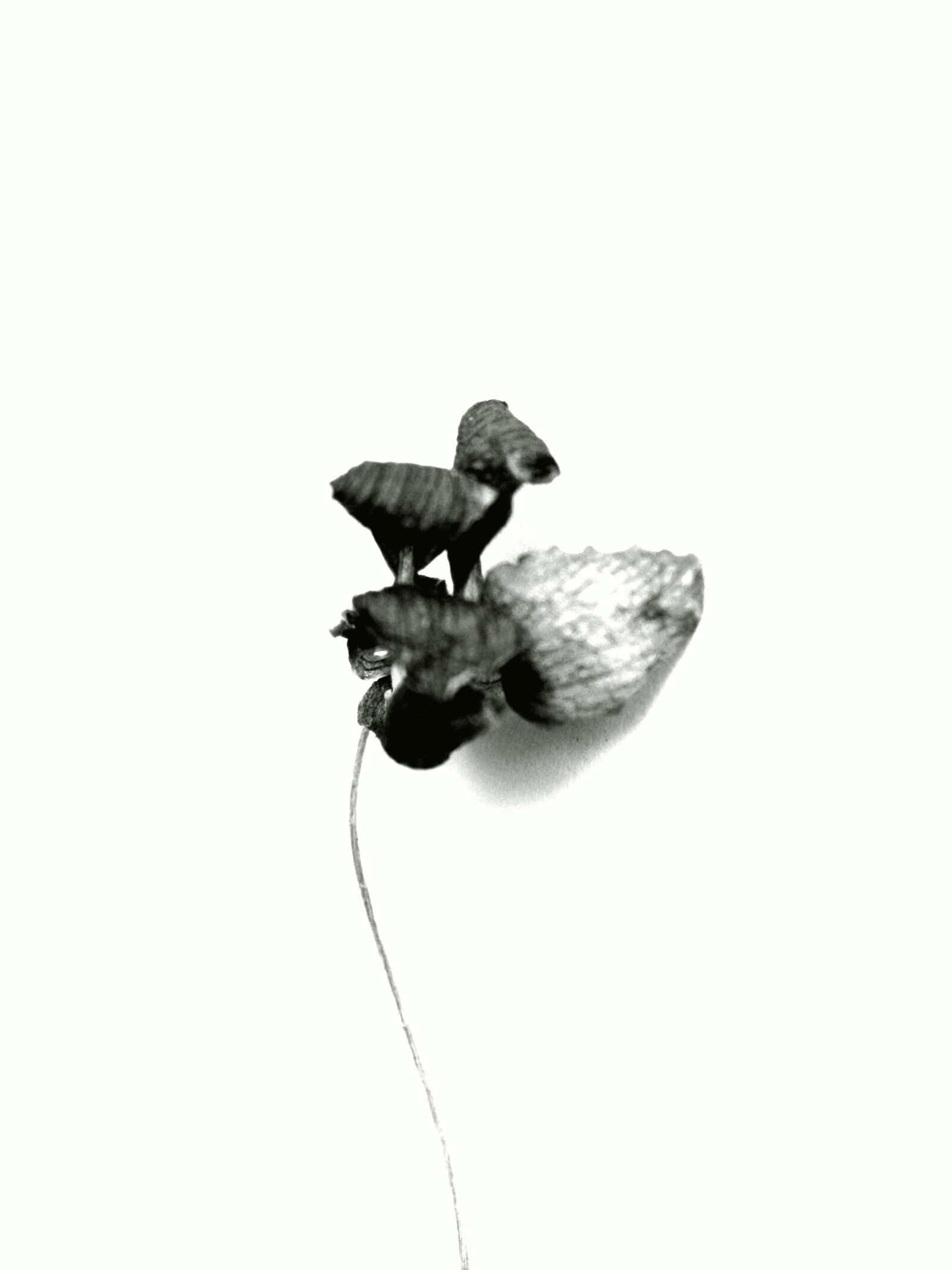 Nikon D3300 sample photo. Flower, flora, grey photography