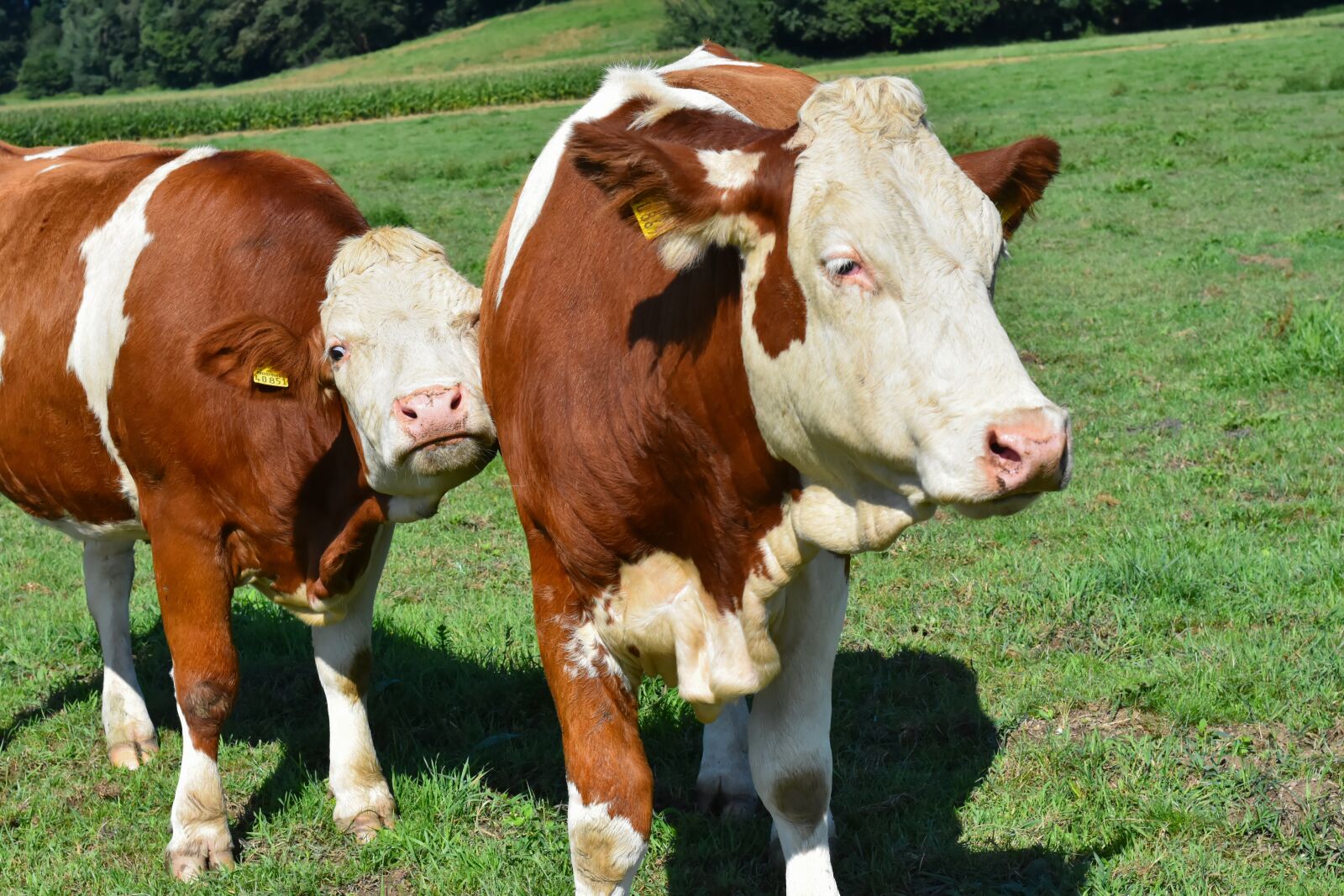 Nikon D7200 sample photo. Cow, beef, agriculture photography