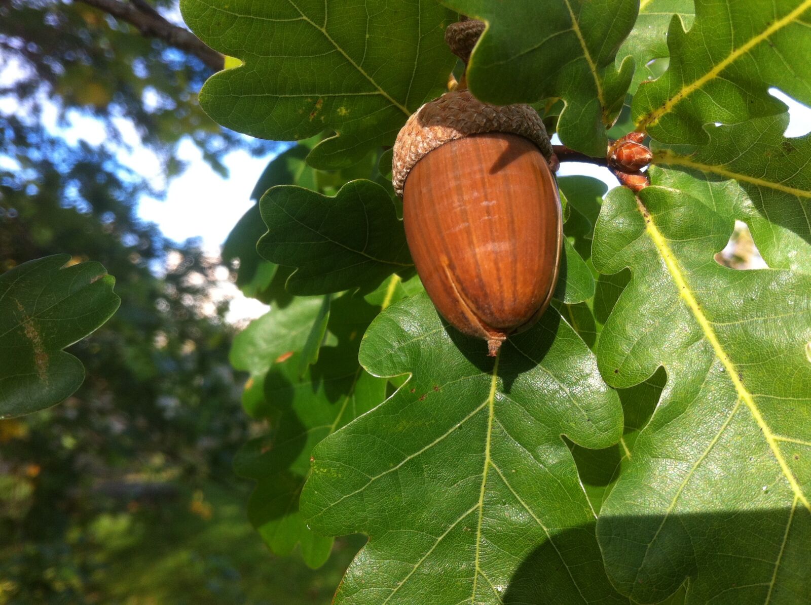 Apple iPhone 4 sample photo. Acorn, oak, nature photography