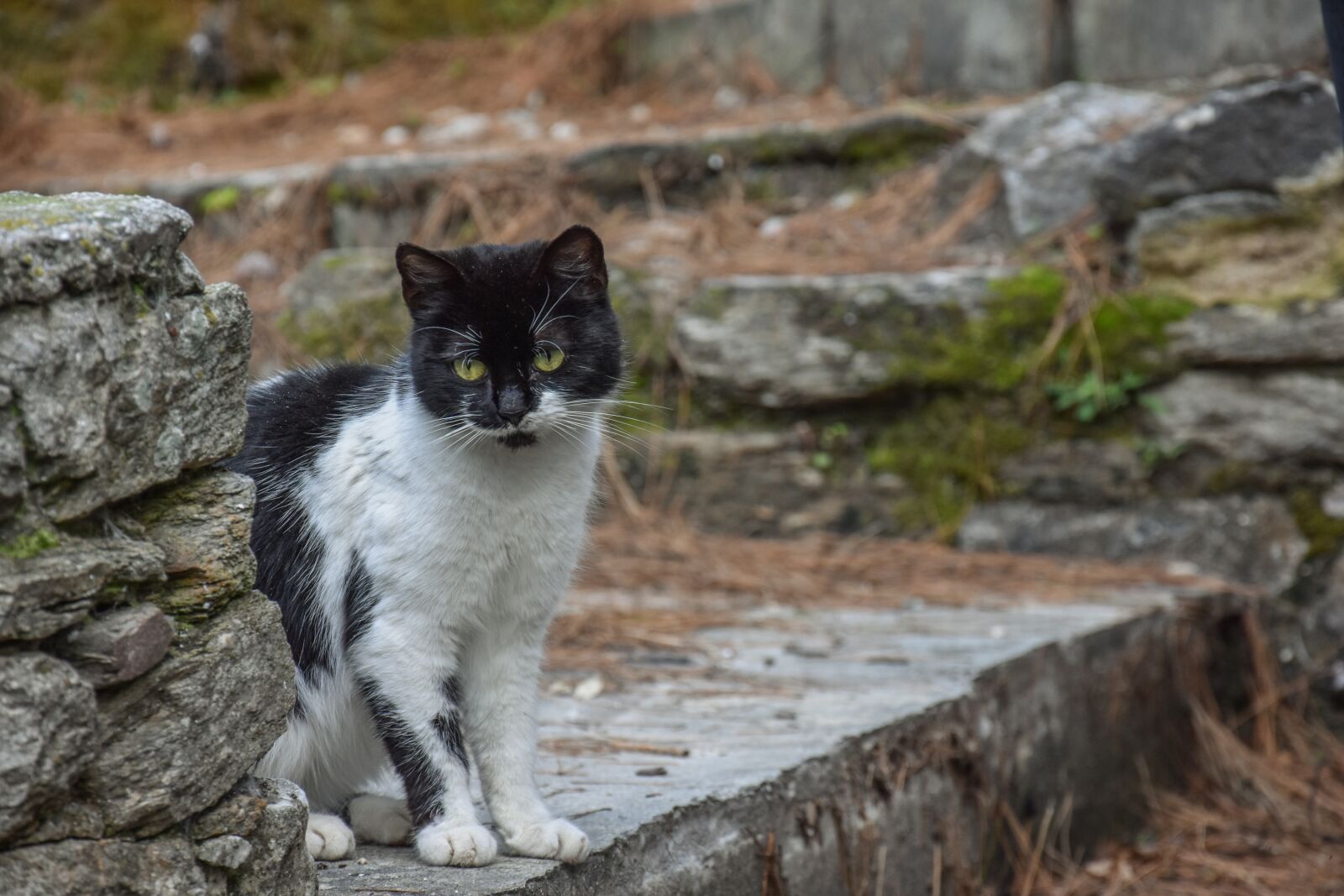 Nikon D7200 sample photo. Cat, black, animal photography