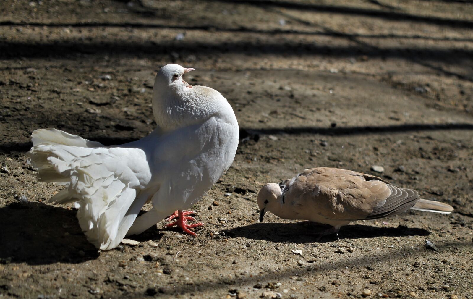 Canon EOS 7D sample photo. Pigeons, love dance, courtship photography