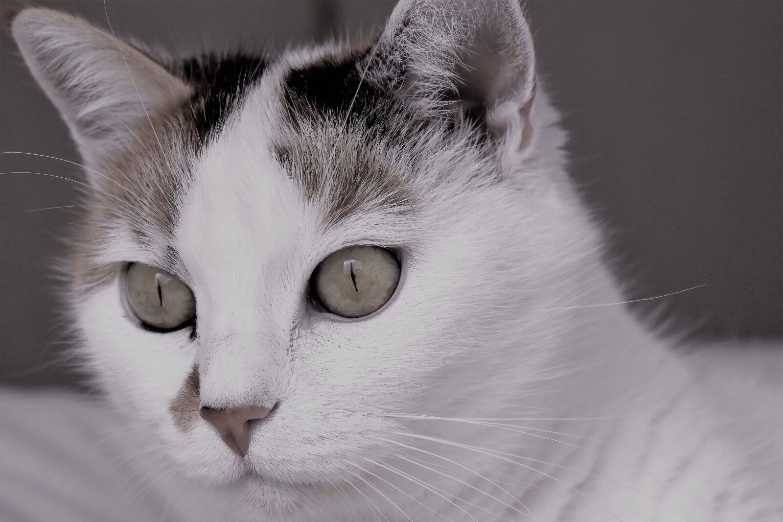 Nikon D5500 sample photo. Cat, pet, animal photography