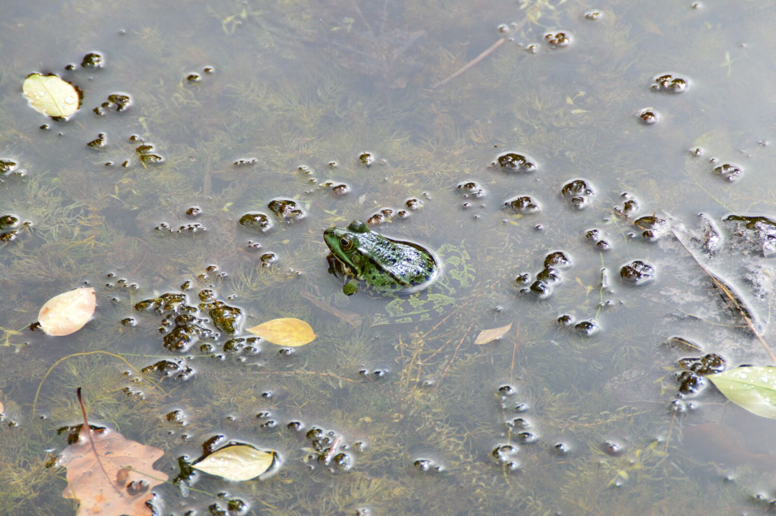 Nikon D3200 sample photo. Frog, water, pond photography
