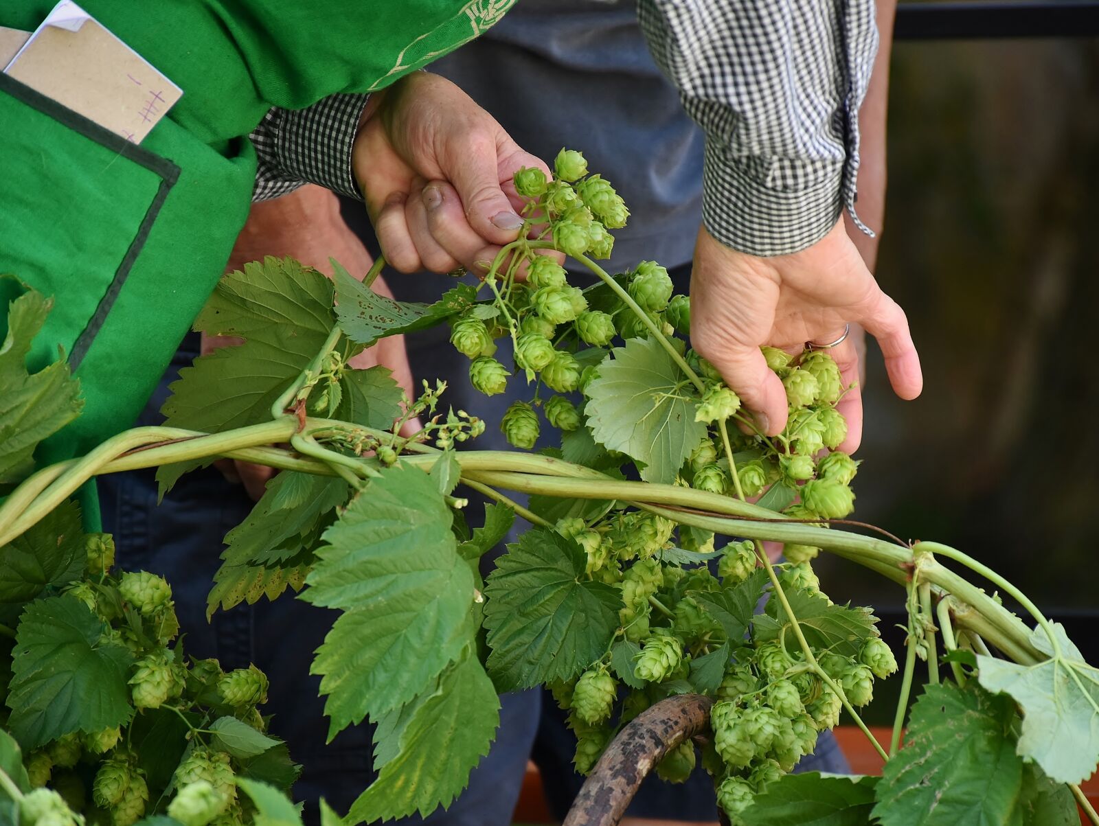 Nikon D7200 sample photo. Hop vines, hops, hops photography