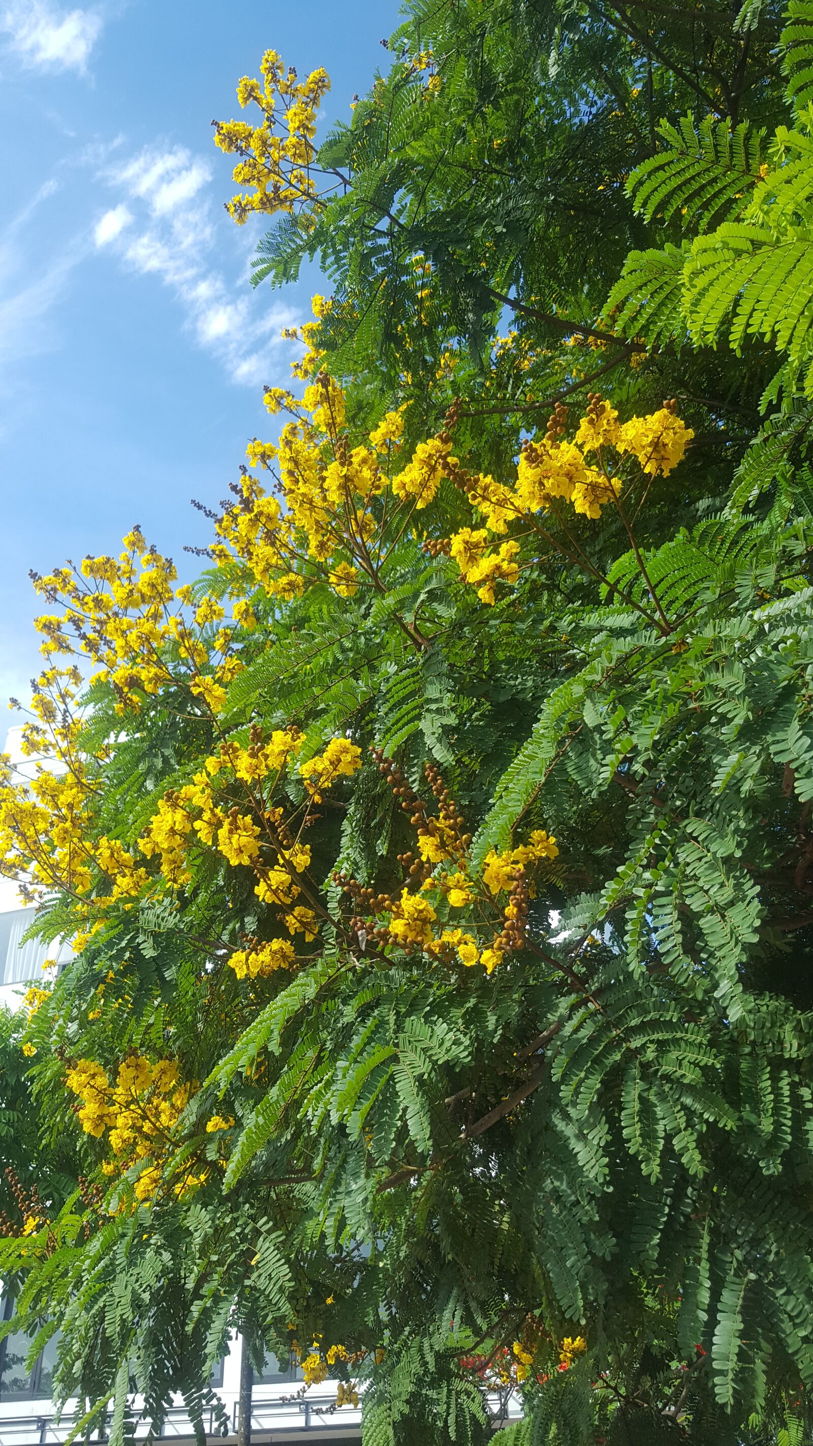Samsung Galaxy S6 sample photo. Nature, yellow flowers, clear photography