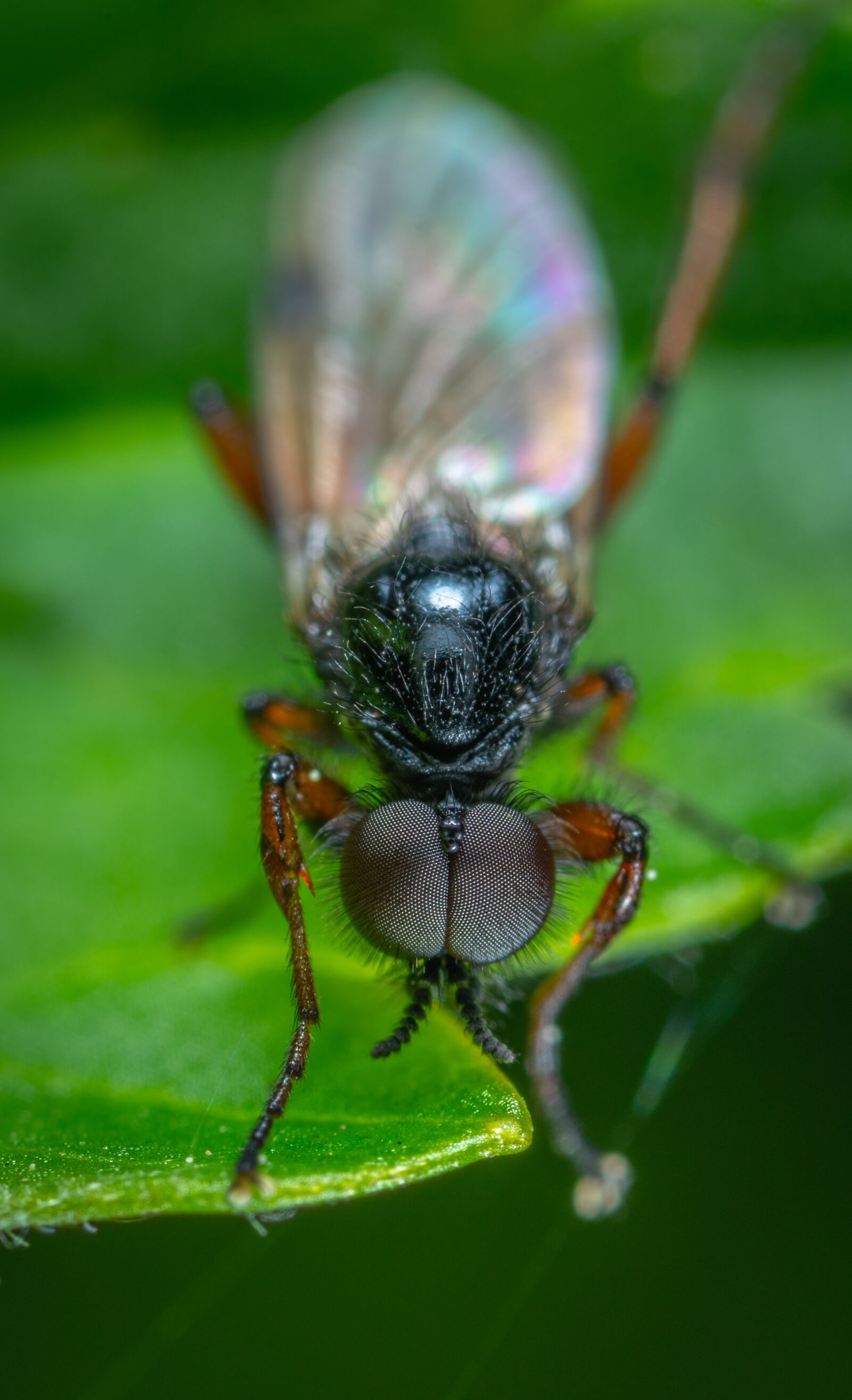#124 65/2.8 sample photo. Insect, macro, sheet photography