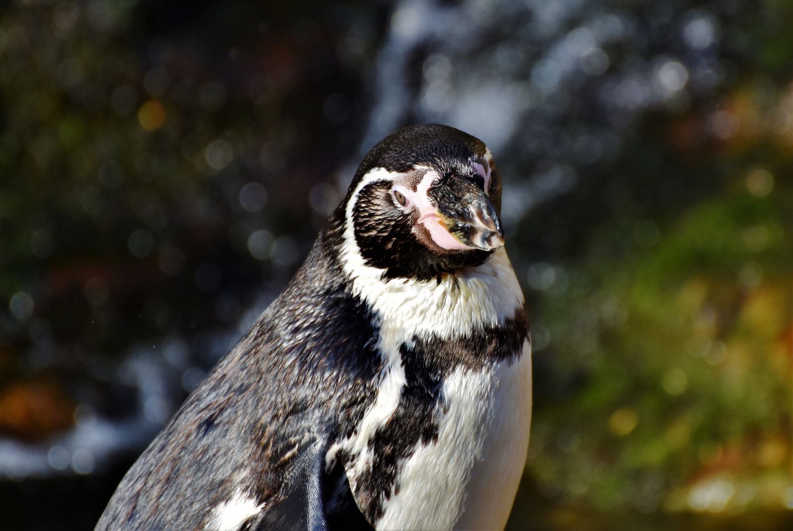 Nikon D7200 sample photo. Penguin, bird, water bird photography