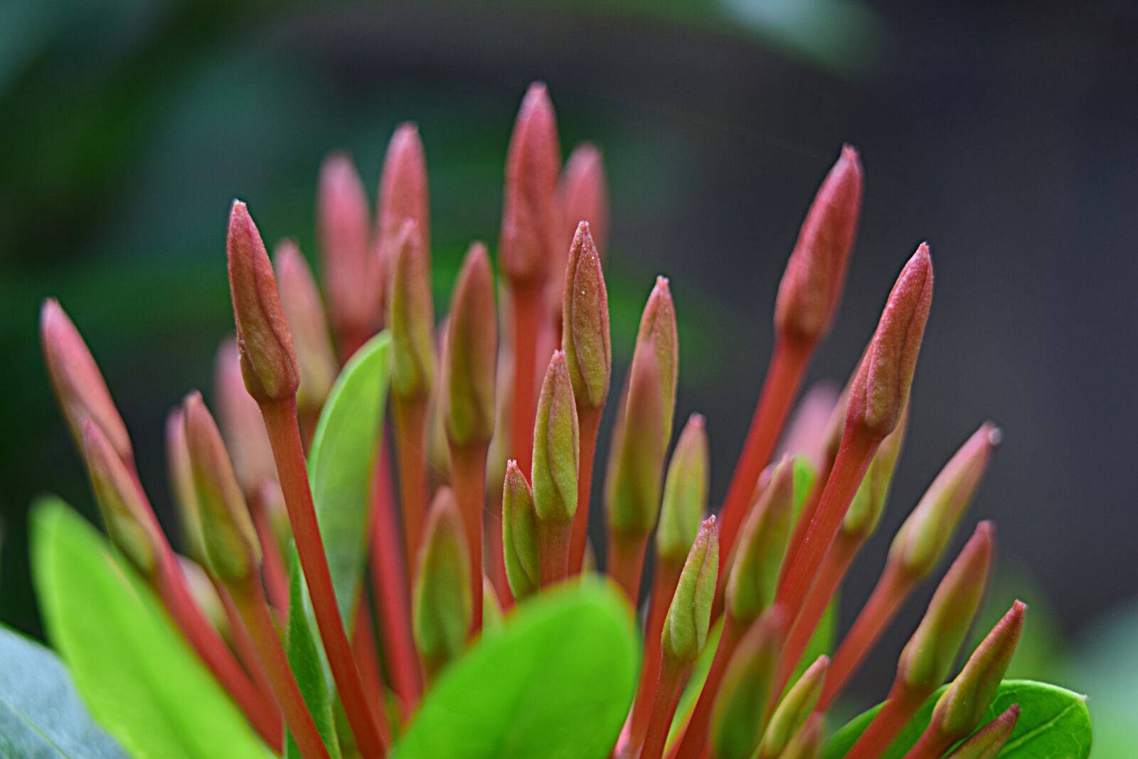 Nikon D5300 sample photo. Flower umbel, bud, close photography