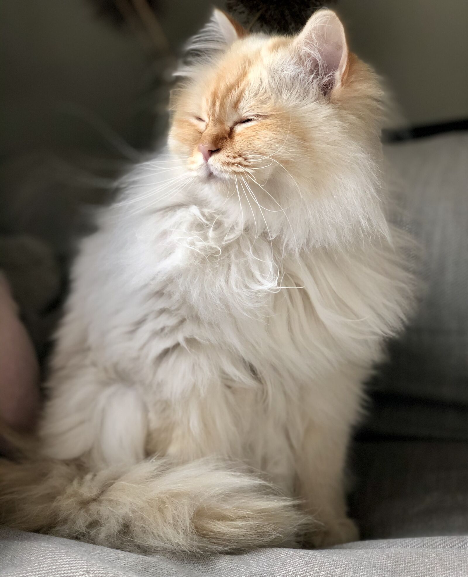 iPhone X back dual camera 6mm f/2.4 sample photo. Cat, pet, animals photography
