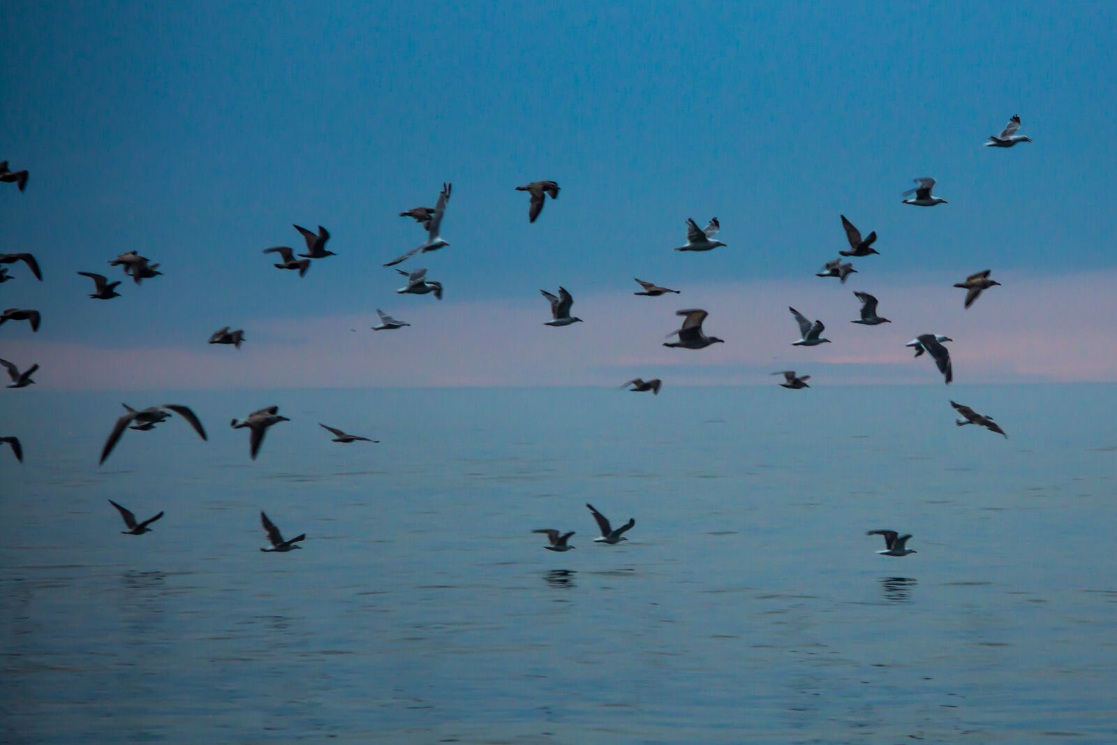 Canon EOS 600D (Rebel EOS T3i / EOS Kiss X5) sample photo. Seagulls photography