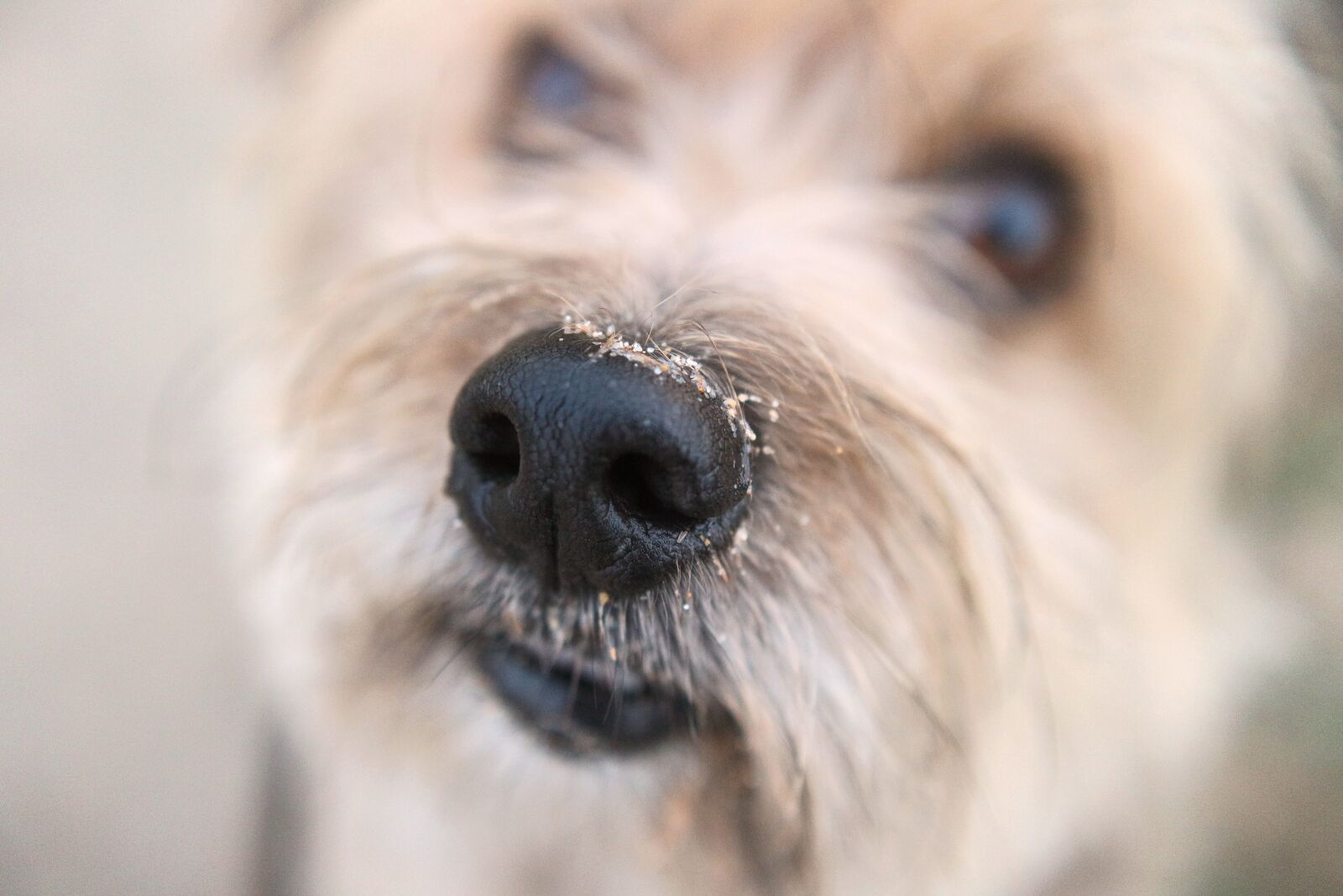Canon EF-M 22mm F2 STM sample photo. Dog, pet, puppy photography