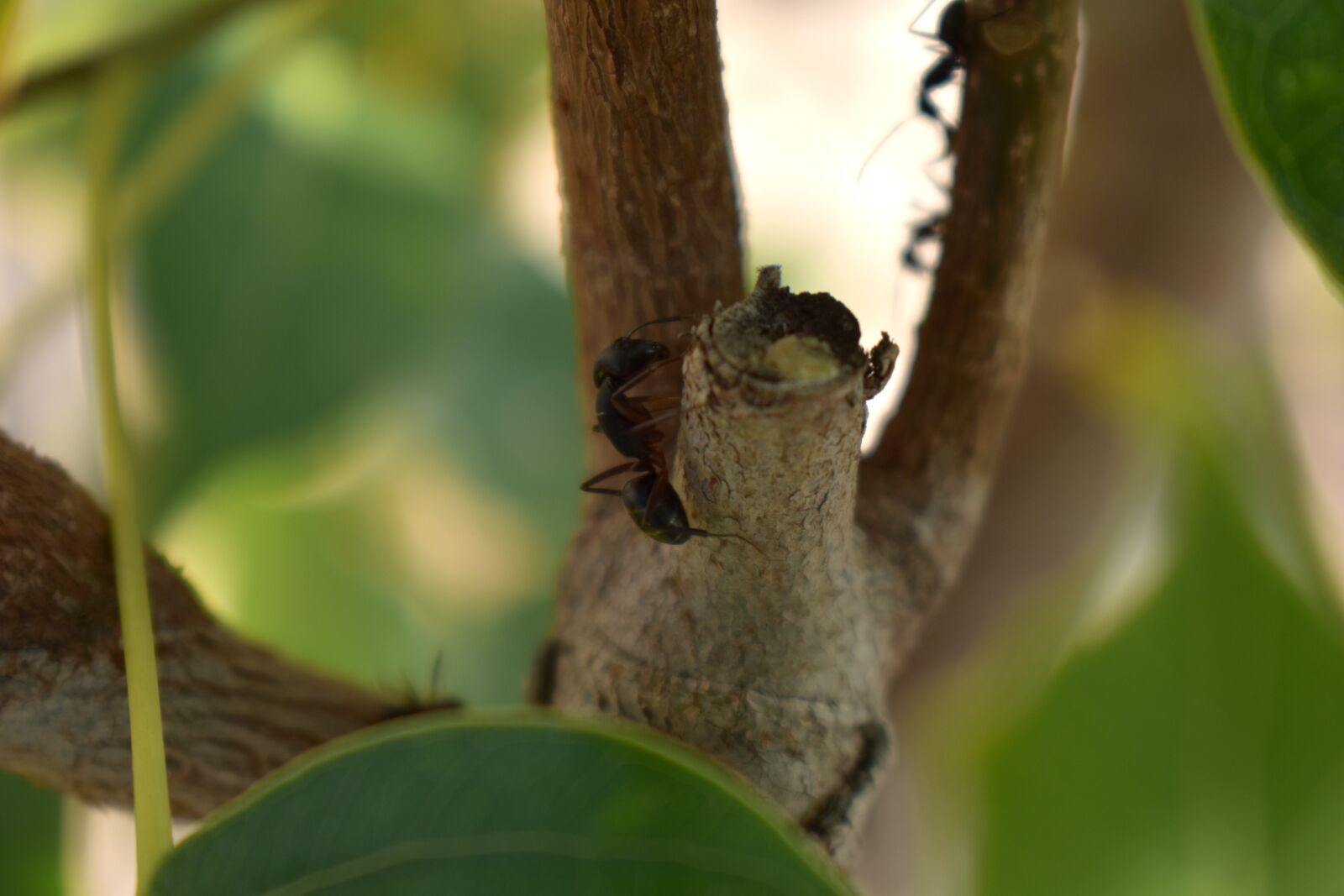 Nikon D5600 sample photo. Ant, ants, insect photography
