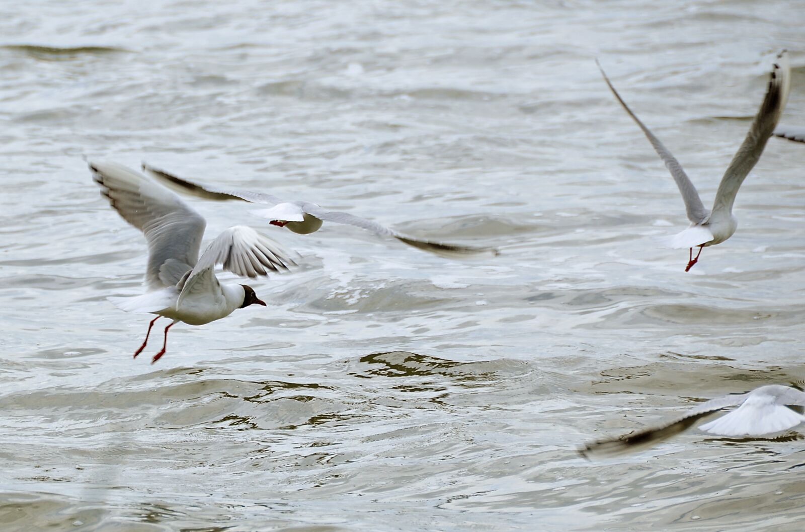Nikon D90 sample photo. Gulls, lake, water bird photography