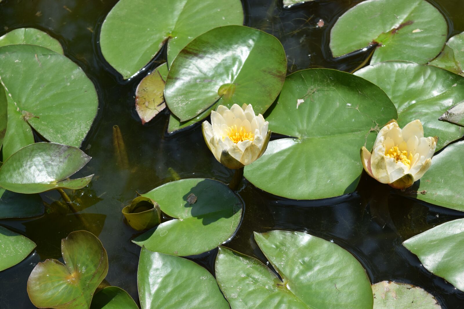 Nikon D5300 sample photo. Lotus, kite, flowers photography