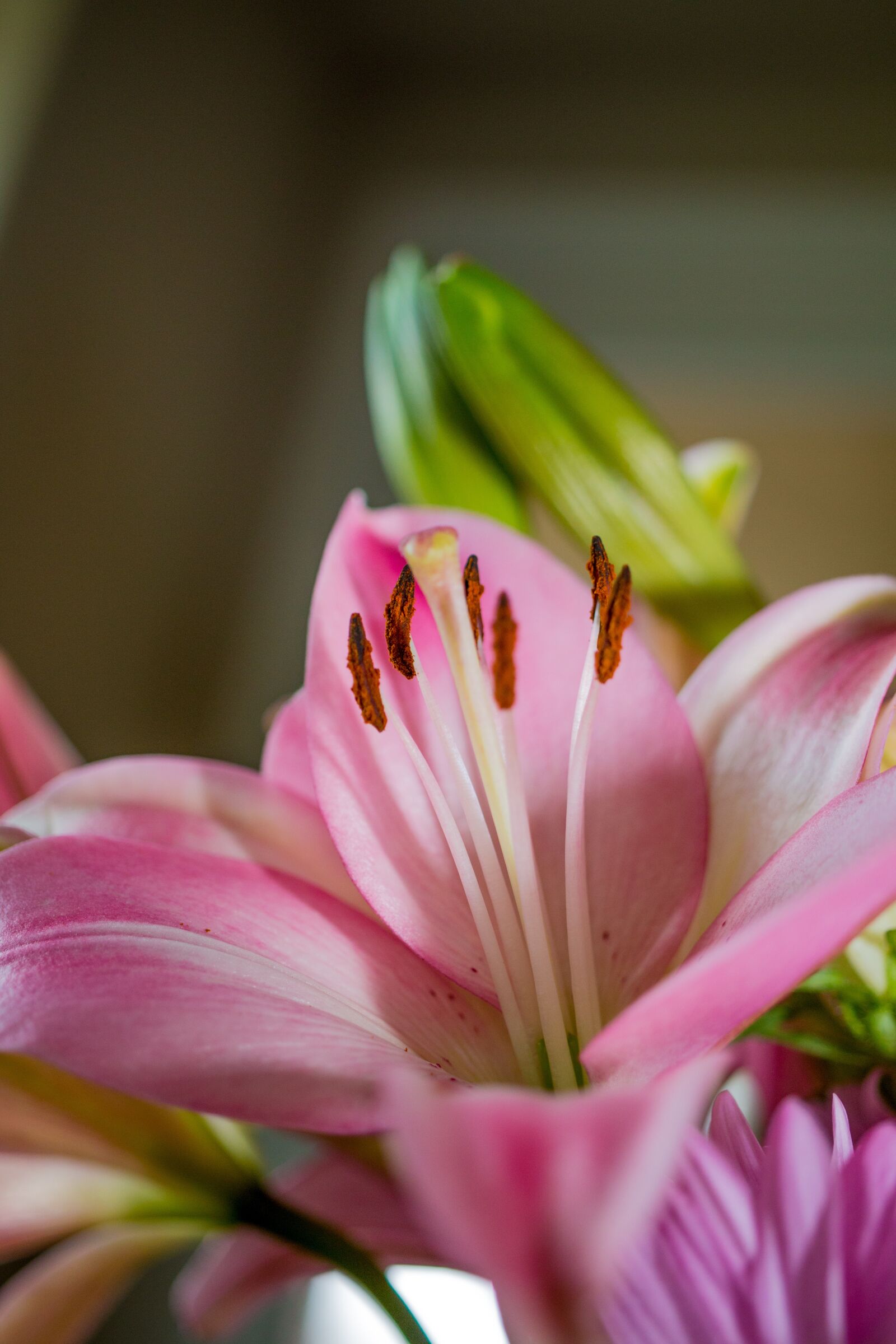Canon EOS 70D sample photo. Flower, pink, blossom photography