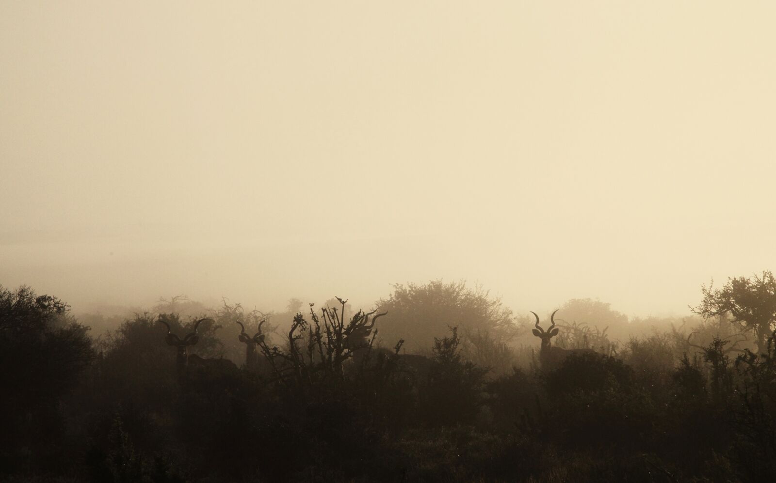 Canon EOS 5D Mark II sample photo. Morning, mist, wildlife photography