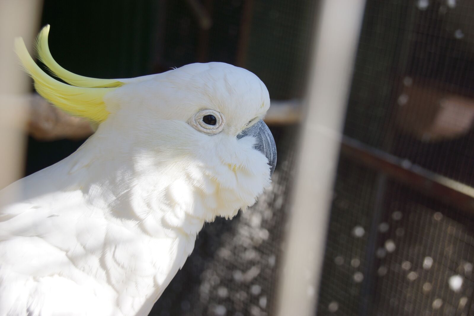 Sony SLT-A65 (SLT-A65V) sample photo. Parrot, nature, wildlife photography