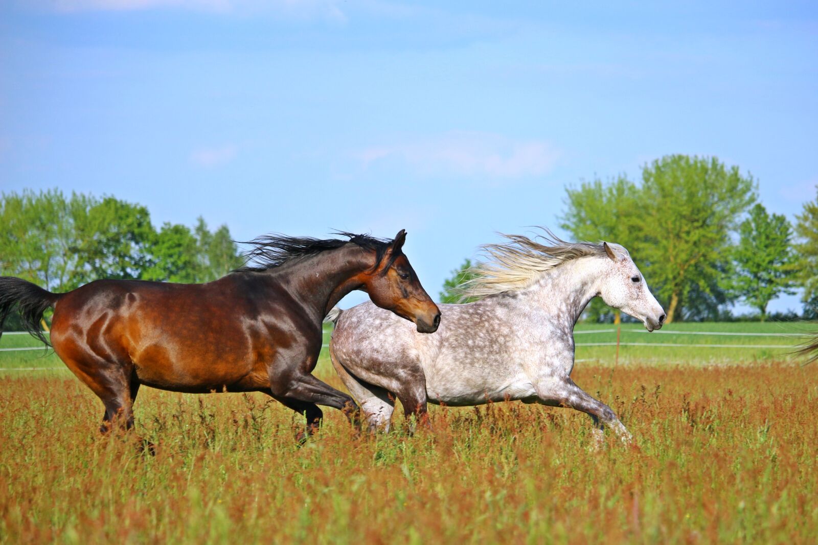Canon EOS 100D (EOS Rebel SL1 / EOS Kiss X7) sample photo. Horse, flock, mold photography
