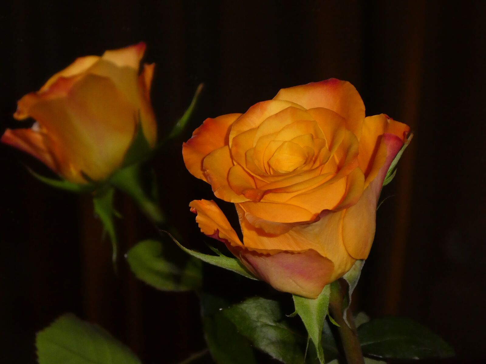 Panasonic DMC-TZ81 sample photo. Rose, mirroring, blossom photography